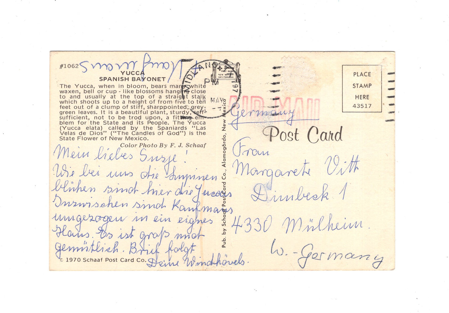 Ansichtskarte Yucca / Spanish Bayonet / Mexiko