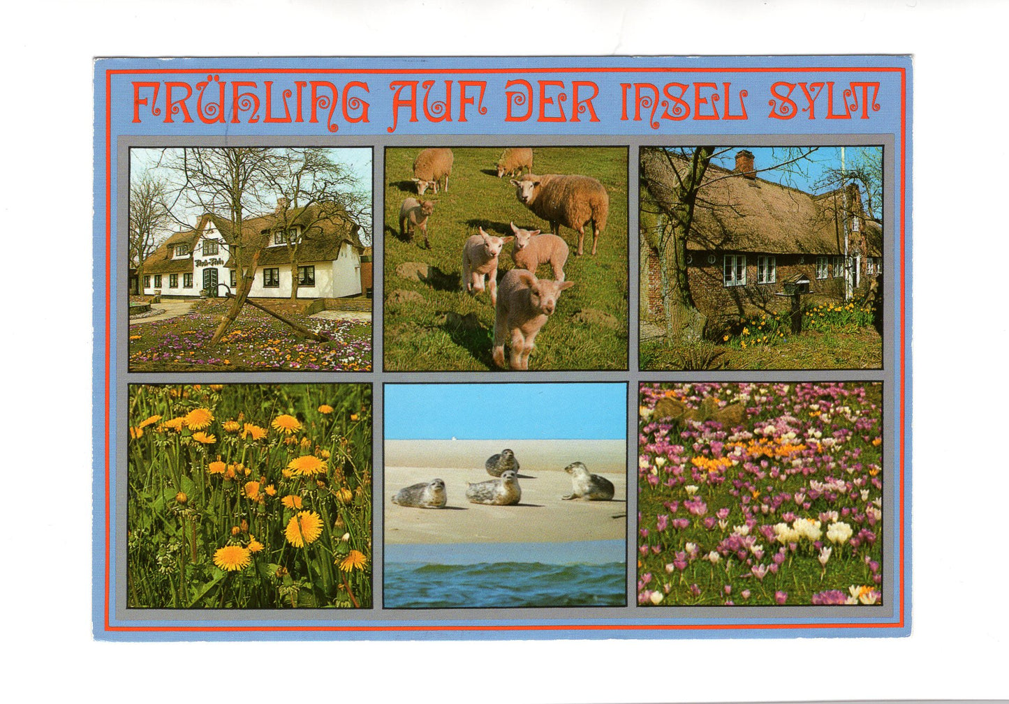 Ansichtskarte Frühling auf der Insel Sylt