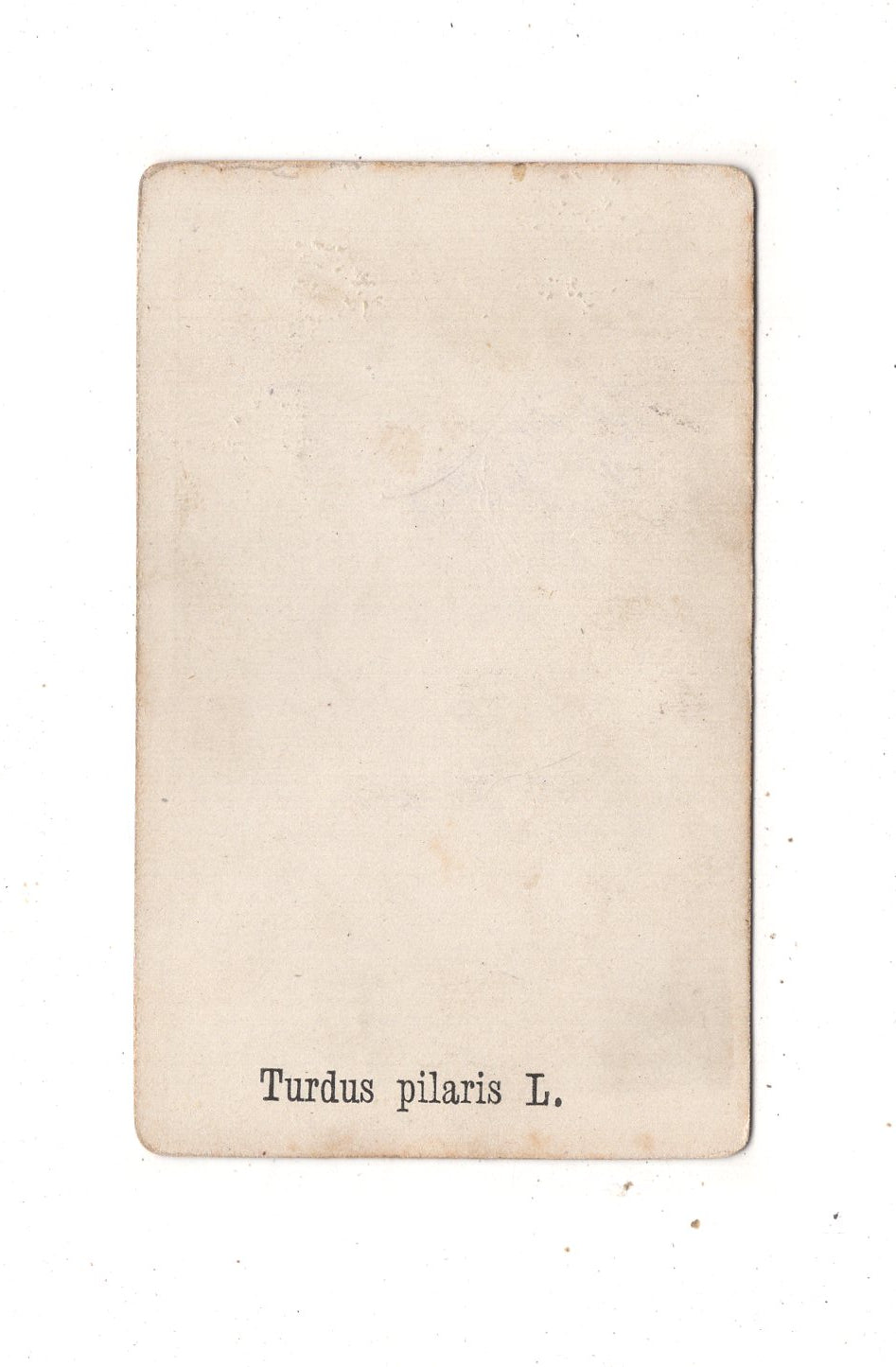 Fotografie Kunst / Feine Dame mit Kindern und Nonnen beim Gebet - 1870er