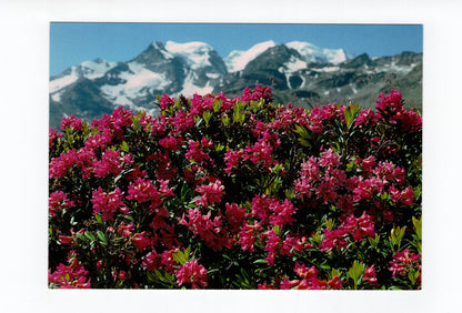 Ansichtskarte Suisse / Schweiz