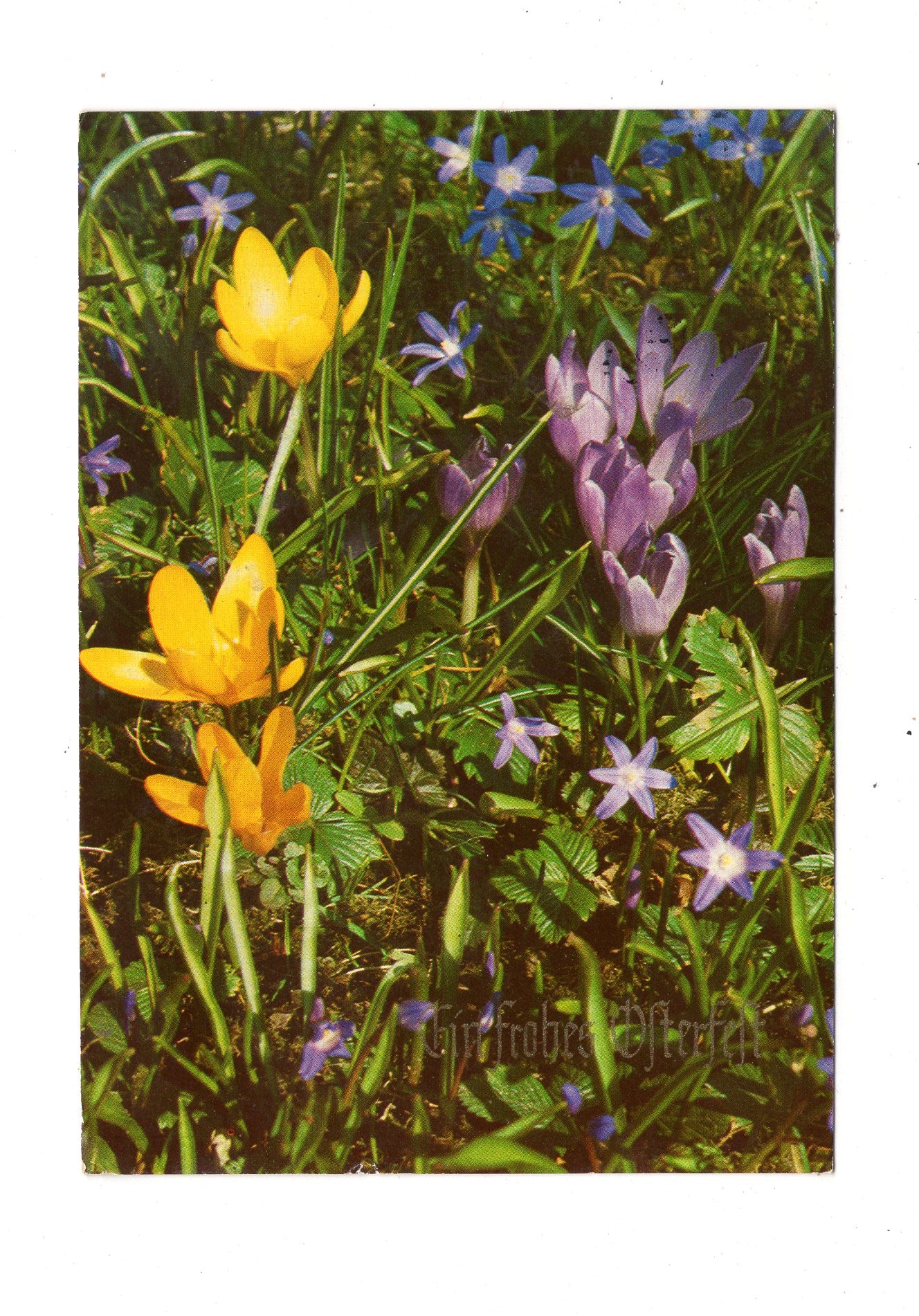 Ansichtskarte Feiertage / Frohe Ostern / L1-55