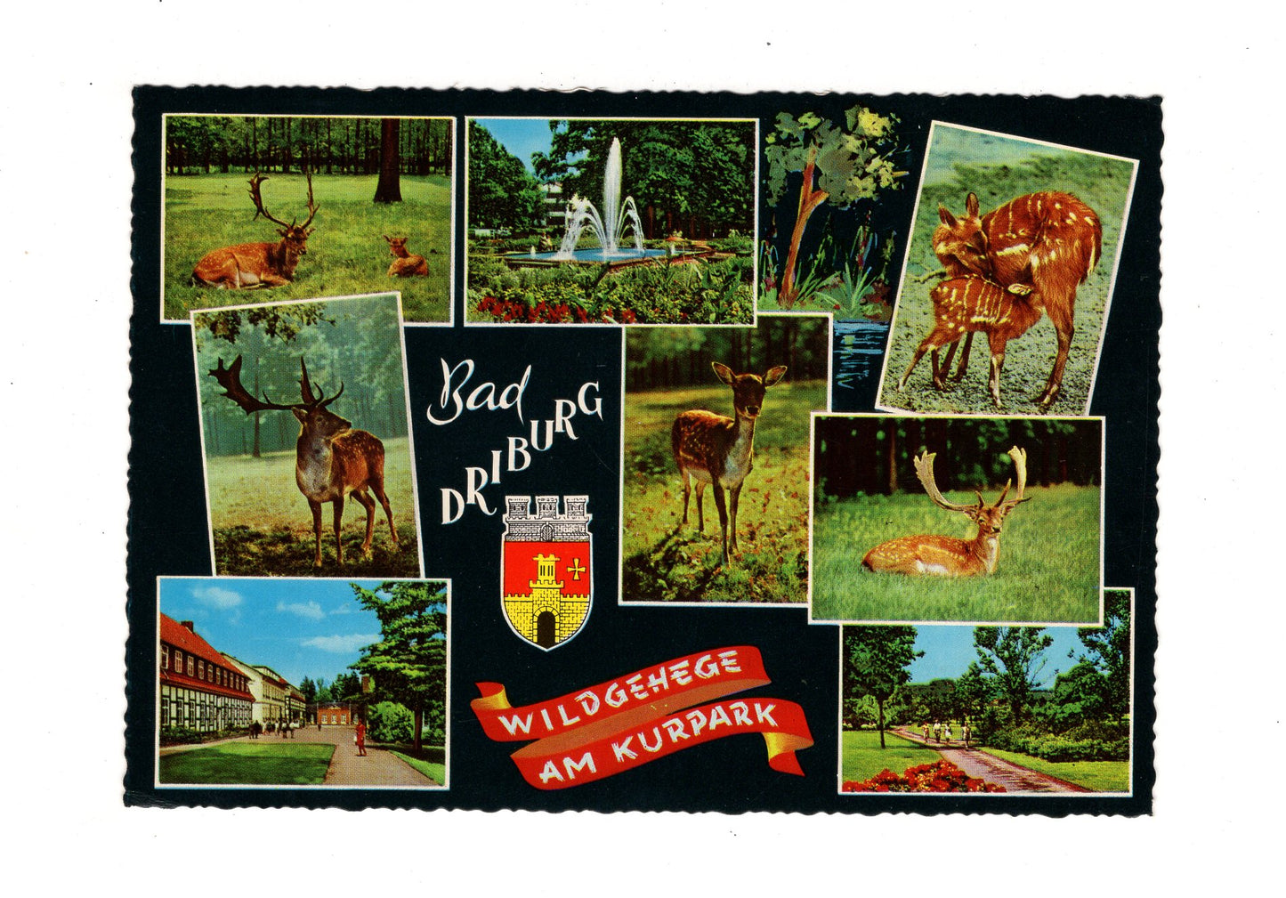 Ansichtskarte Bad Driburg / Wildgehege am Kurpark