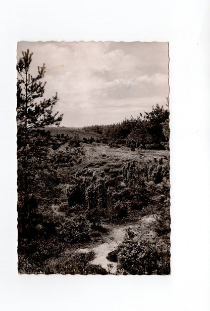 Ansichtskarte Haltern am See / Westruper Heide