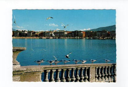 Ansichtskarte Geneve Genf / Mouettes dans la rade en hiver / Schweiz