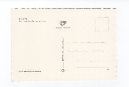 Ansichtskarte Geneve Genf / Mouettes dans la rade en hiver / Schweiz
