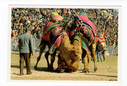Ansichtskarte Efes / Izmir / Festival of Camel Fights / Türkei