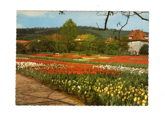 Ansichtskarte Der Essmannshof / Tulpenschau / Deckbergen