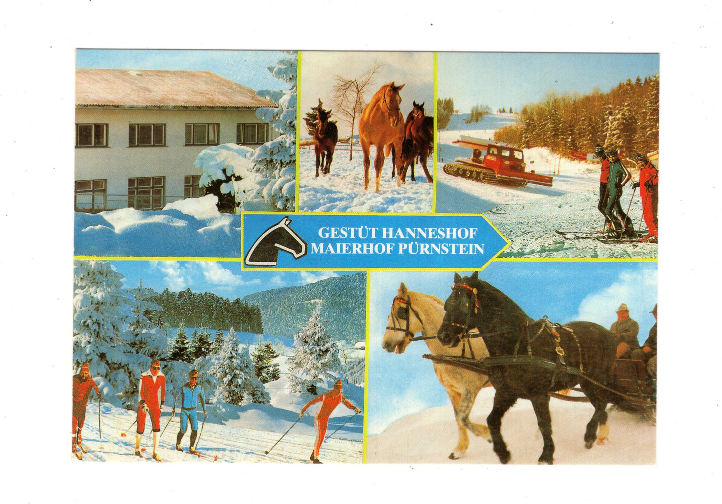 Ansichtskarte Gestüt Hanneshof / Neufelden / Österreich