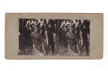 Fotografie Queen Mary´s Bower / Hampton Court / England