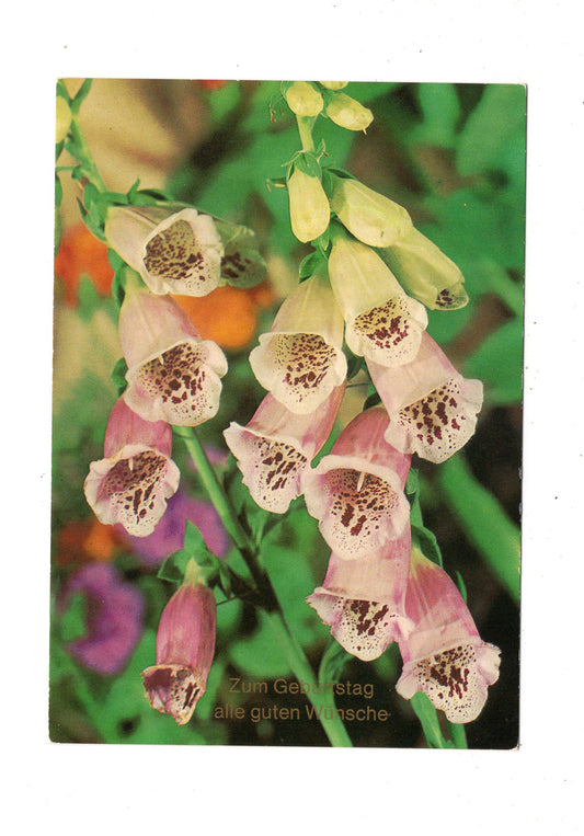 Ansichtskarte Glückwünsche / Glückwunsch zum Geburtstag / L1-58