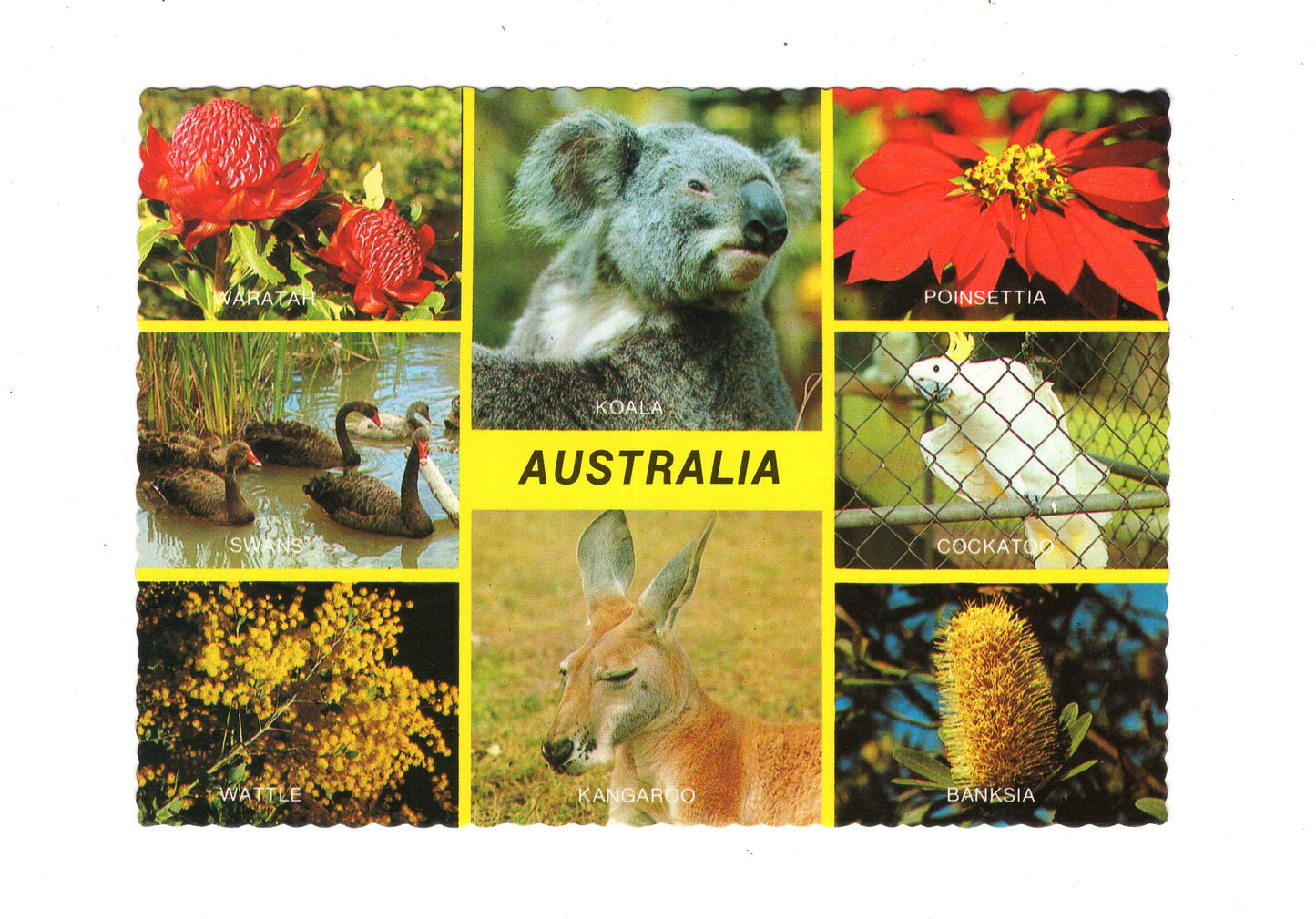 Ansichtskarte Australia / Australien