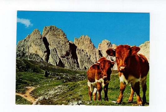 Ansichtskarte Dolomiten / Grödental / Fermeda Türme / Südtirol / Italien