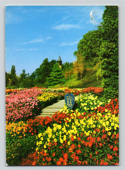 Ansichtskarte Insel Mainau im Bodensee - Dahlien im Südgarten