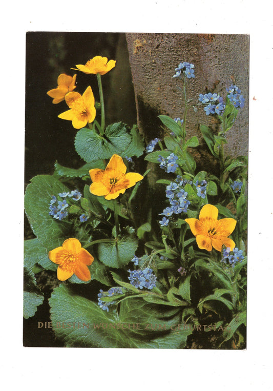 Ansichtskarte Glückwünsche / Glückwunsch zum Geburtstag / L1-58