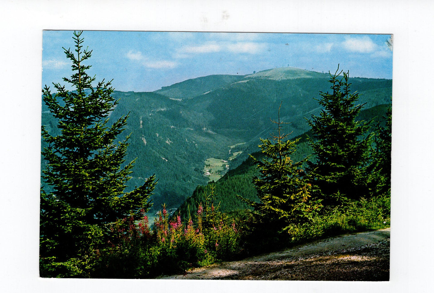 Ansichtskarte Im Hochschwarzwald / Feldbergblick