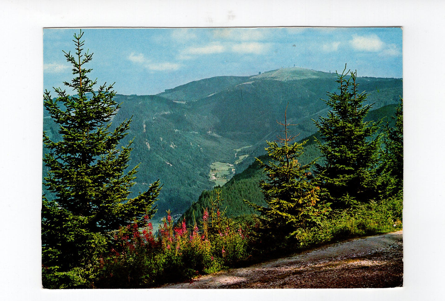Ansichtskarte Im Hochschwarzwald / Feldbergblick