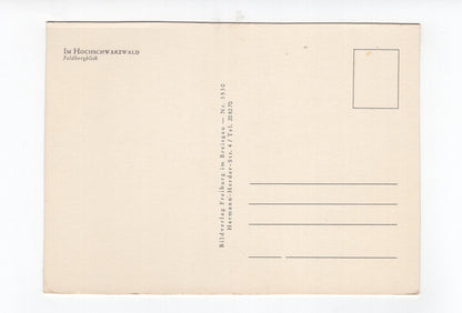 Ansichtskarte Im Hochschwarzwald / Feldbergblick