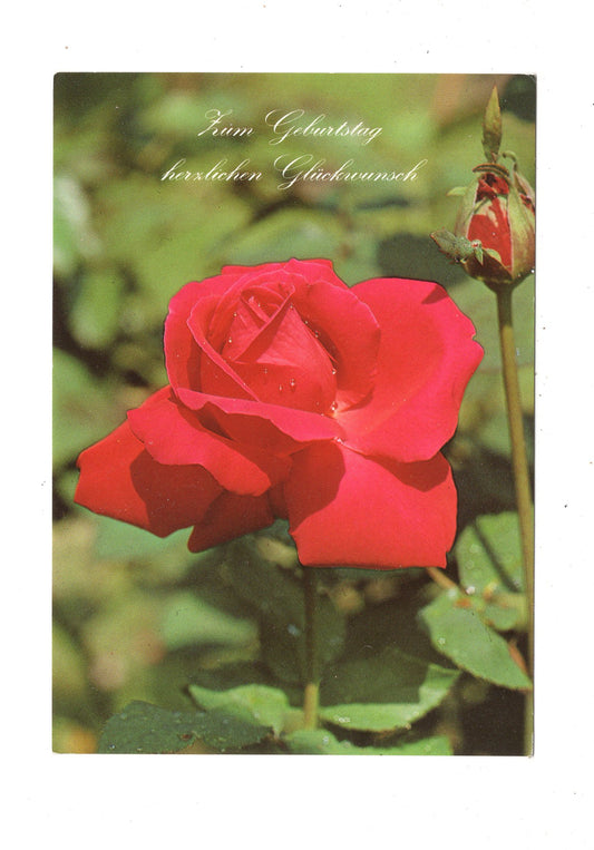 Ansichtskarte Glückwünsche / Glückwunsch zum Geburtstag / L1-58