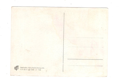 Ansichtskarte Glückwünsche / Glückwunsch zum Geburtstag / L1-58