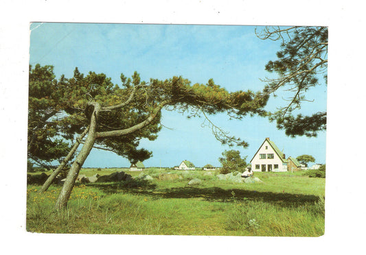 Ansichtskarte Hiddensee / Neuendorf / Windflüchter / J1-67