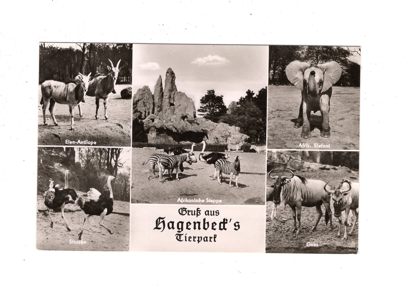 Ansichtskarte Hamburg / Hagenbeck´s Tierpark / I1-70