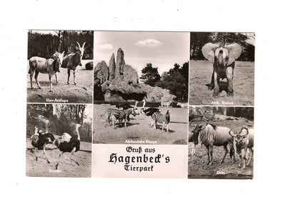 Ansichtskarte Hamburg / Hagenbeck´s Tierpark / I1-70