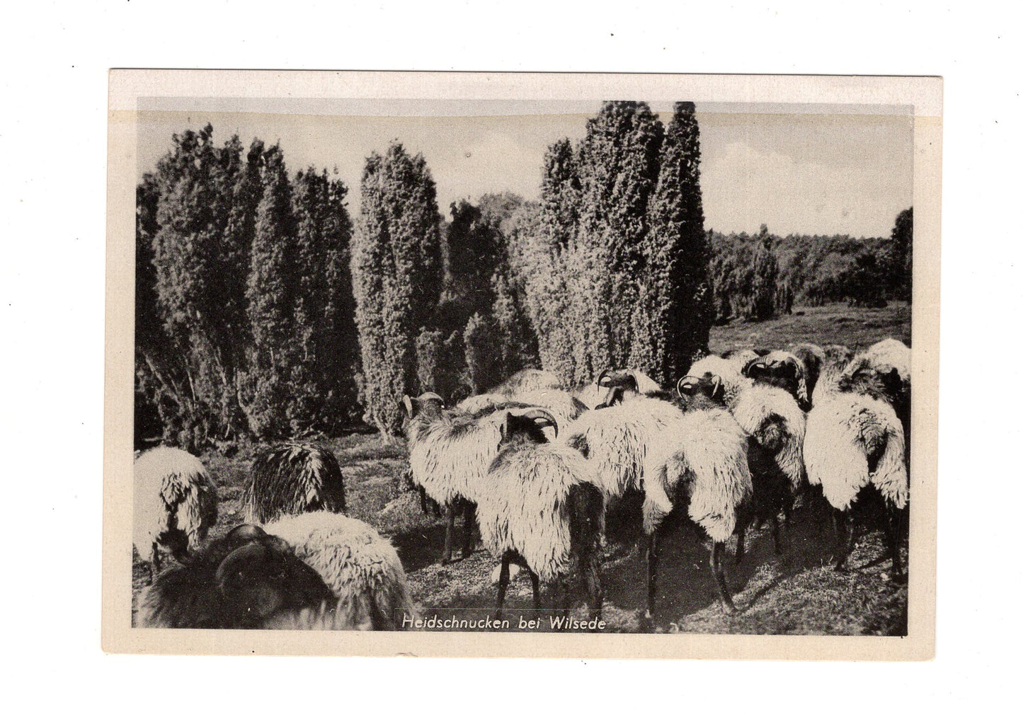 Ansichtskarte Lüneburger Heide / Heidschnucken bei Wilsede