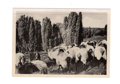 Ansichtskarte Lüneburger Heide / Heidschnucken bei Wilsede