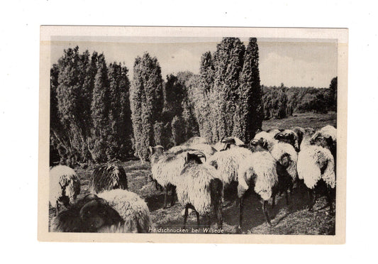 Ansichtskarte Lüneburger Heide / Heidschnucken bei Wilsede