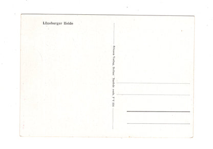 Ansichtskarte Lüneburger Heide / Heidschnucken bei Wilsede