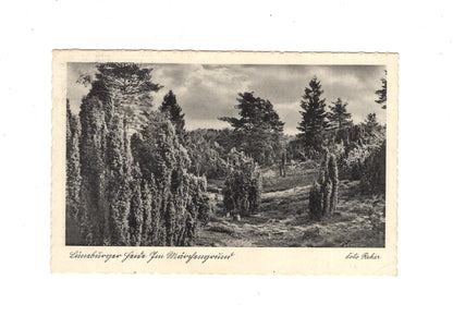 Ansichtskarte Lüneburger Heide / Im Märchengrund - 1937