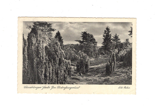Ansichtskarte Lüneburger Heide / Im Märchengrund - 1937