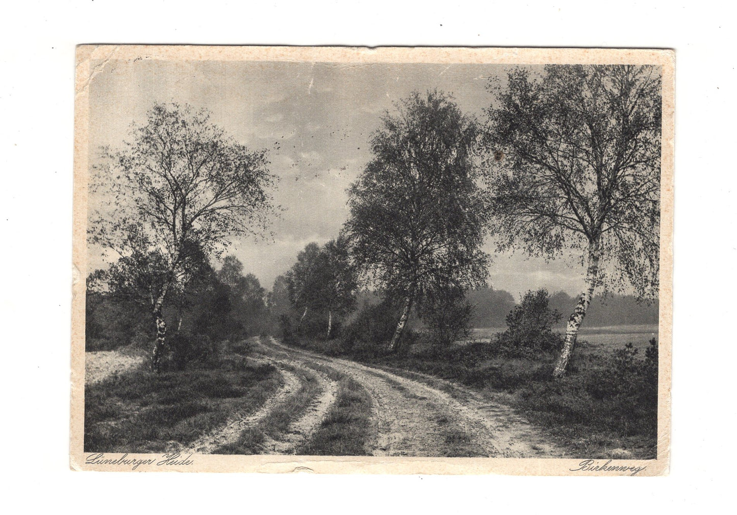 Ansichtskarte Lüneburger Heide / Birkenweg - 1931