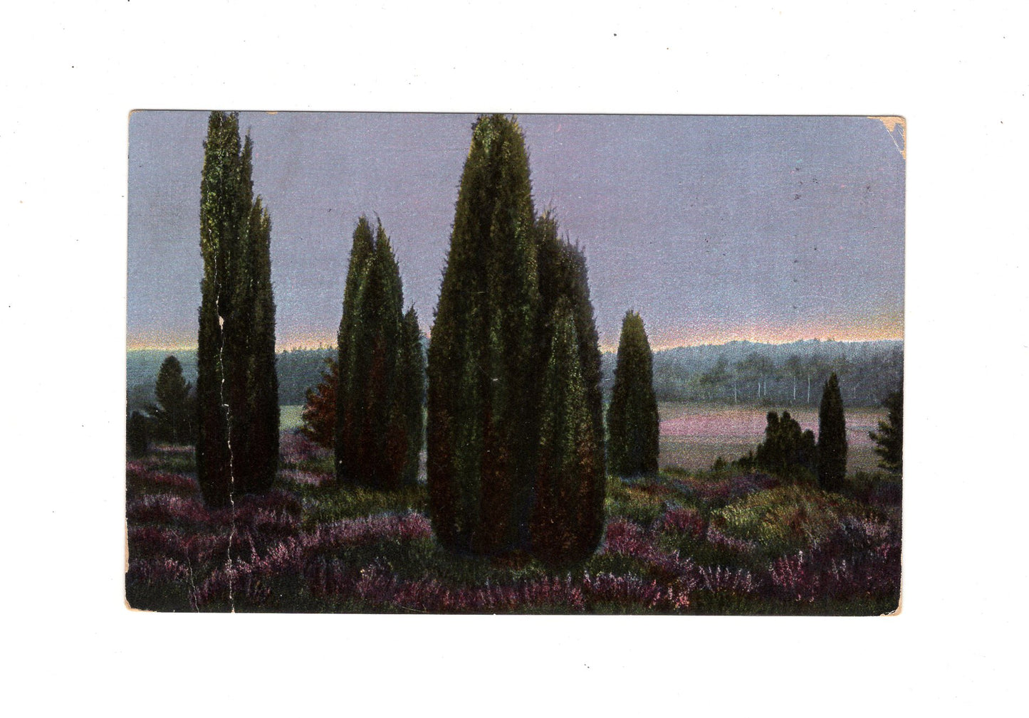 Ansichtskarte Lüneburger Heide / Wacholder in Elferdingen bei Fallingbostel - 1913