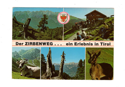 Ansichtskarte Zirbenweg / Tirol / Österreich