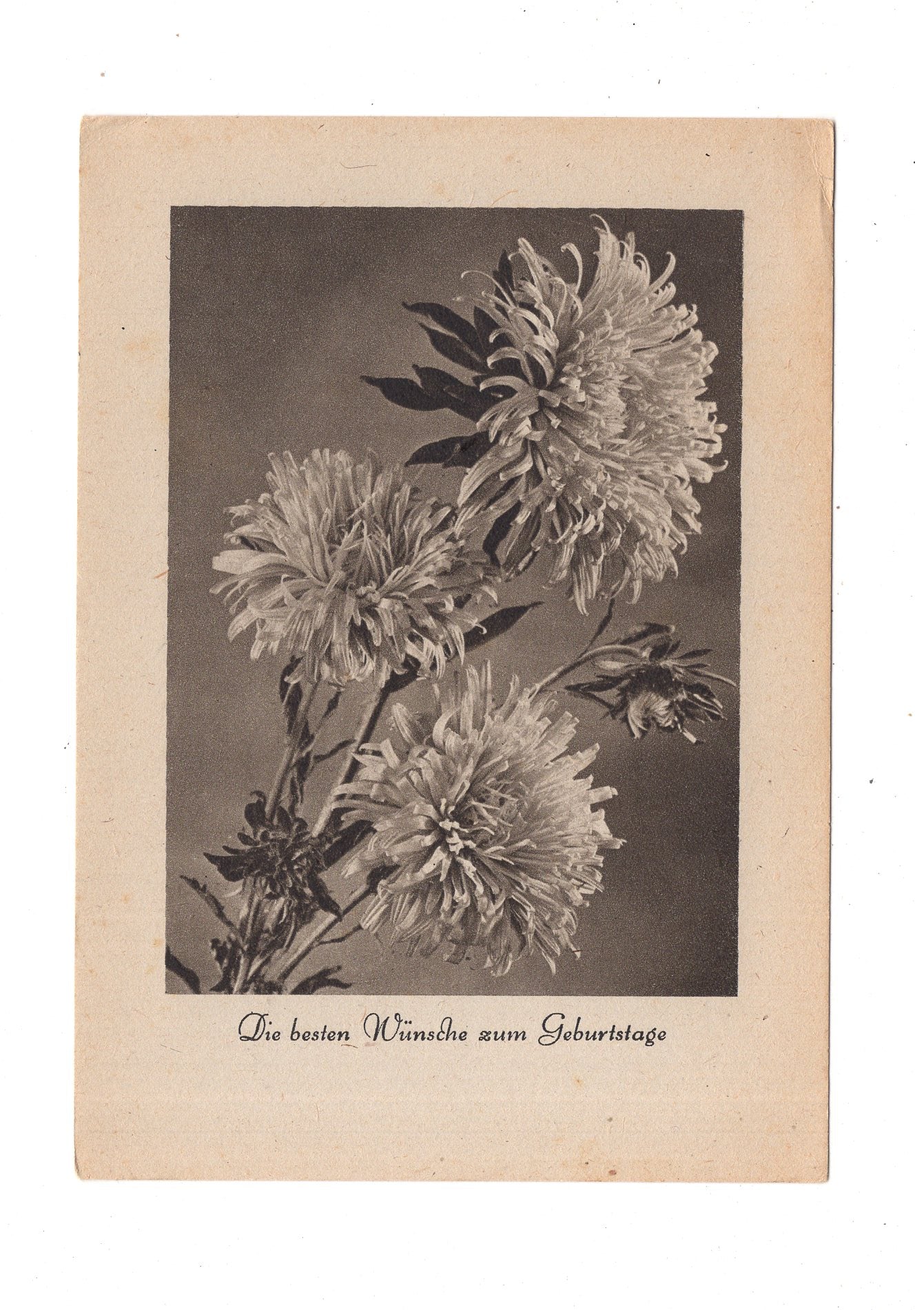 Ansichtskarte Glückwünsche / Glückwunsch zum Geburtstag / L1-59