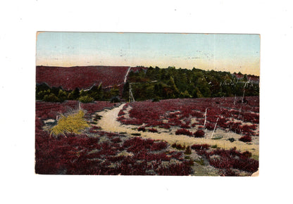 Ansichtskarte Lüneburger Heide / Weg nach der Höllenschlucht - 1912