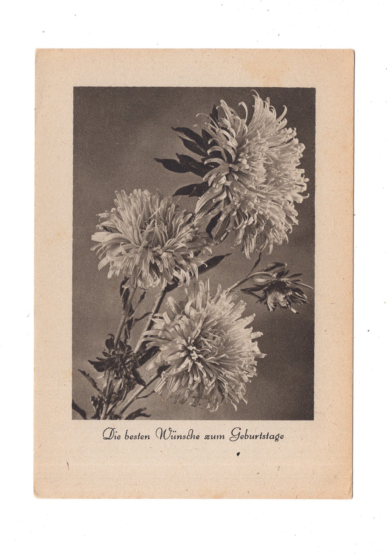 Ansichtskarte Glückwünsche / Glückwunsch zum Geburtstag / L1-60