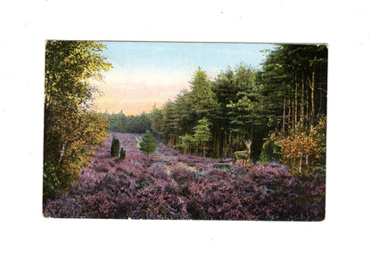Ansichtskarte Lüneburger Heide / Am Waldesrand - 1937