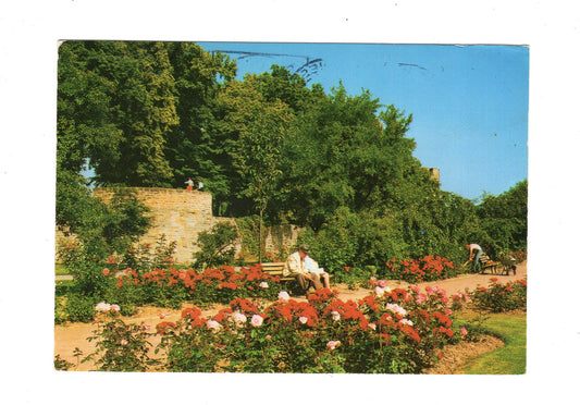 Ansichtskarte Soest in Westfalen / Rosengarten mit alter Stadtmauer