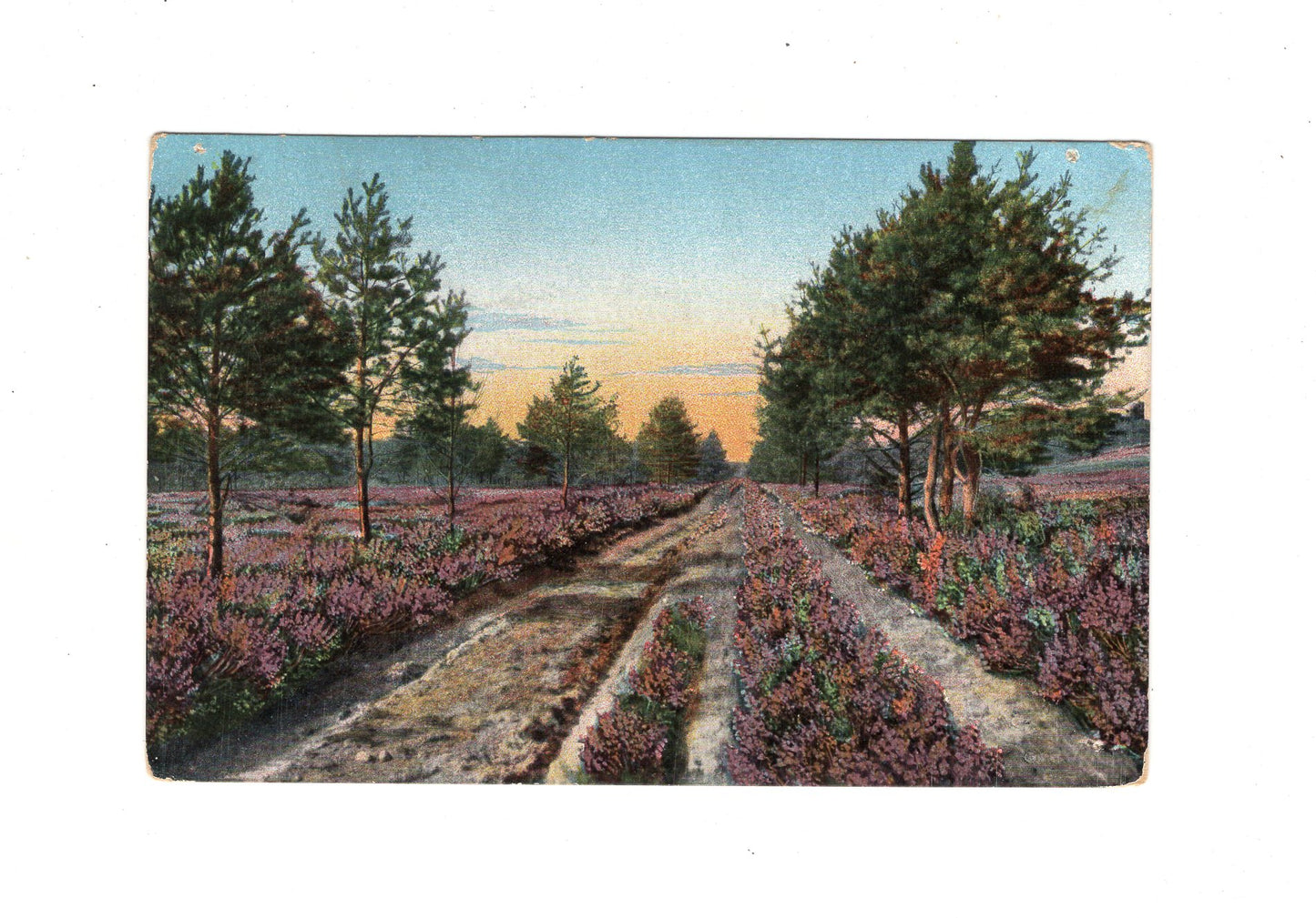 Ansichtskarte Heidepartie zwischen Elstorf und dem Rosengarten
