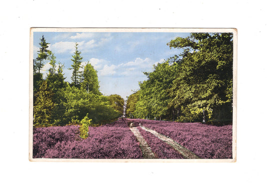 Ansichtskarte Aus der Lüneburger Heide