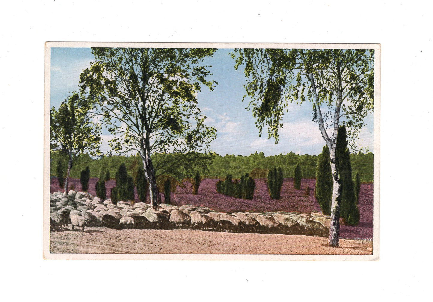 Ansichtskarte Lüneburger Heide / Heidschnucken