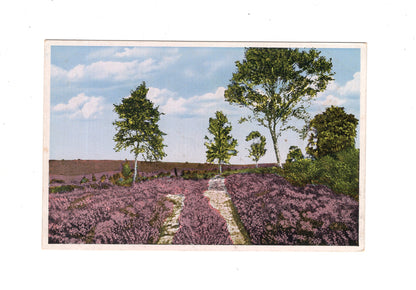 Ansichtskarte Lüneburger Heide