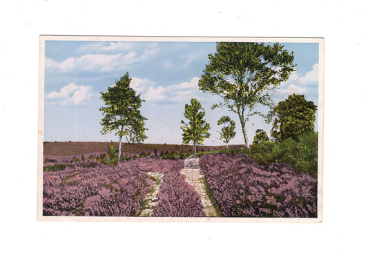 Ansichtskarte Lüneburger Heide