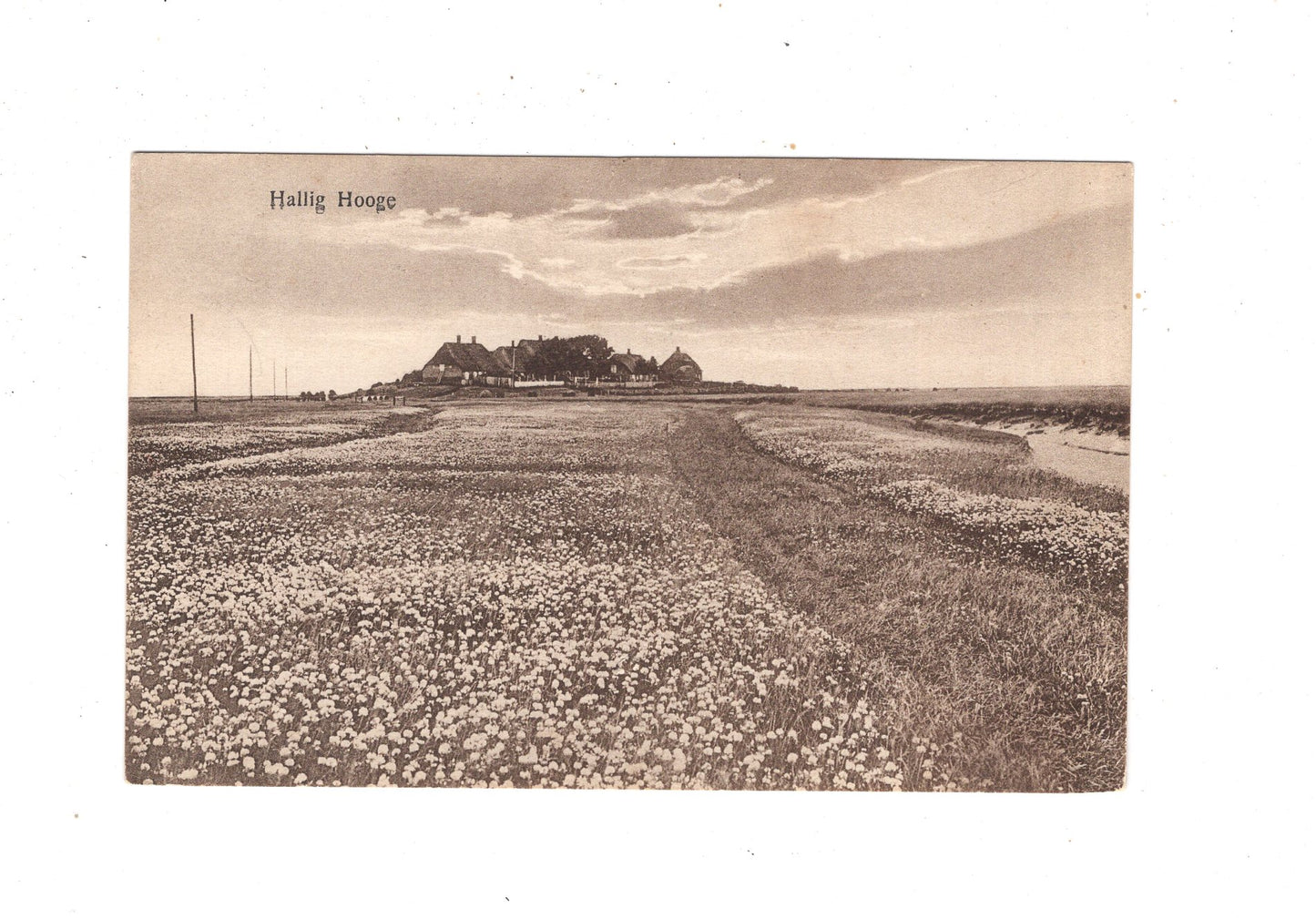 Ansichtskarte Hallig Hooge / L1-69