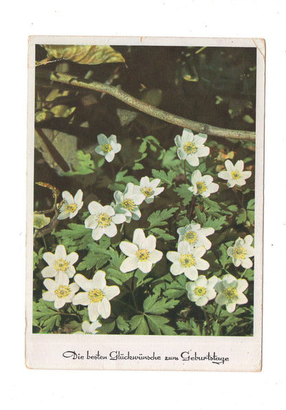 Ansichtskarte Glückwünsche / Glückwunsch zum Geburtstag / L1-60