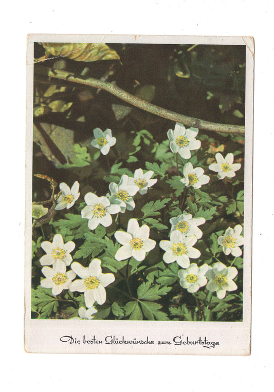 Ansichtskarte Glückwünsche / Glückwunsch zum Geburtstag / L1-60