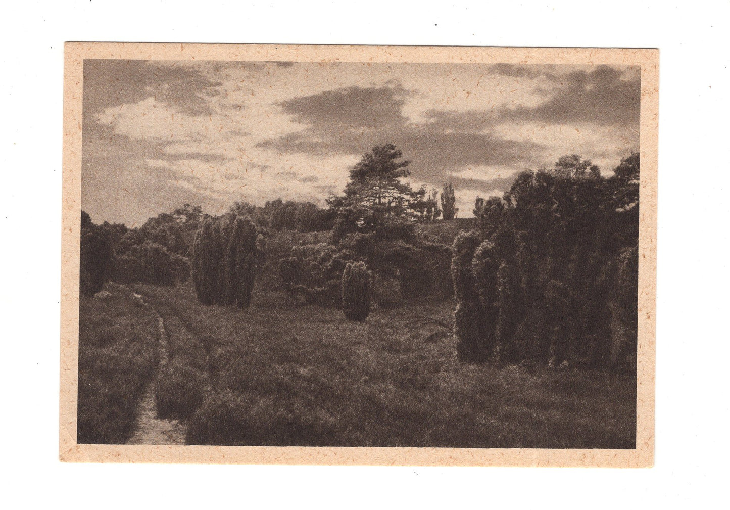 Ansichtskarte Lüneburger Heide