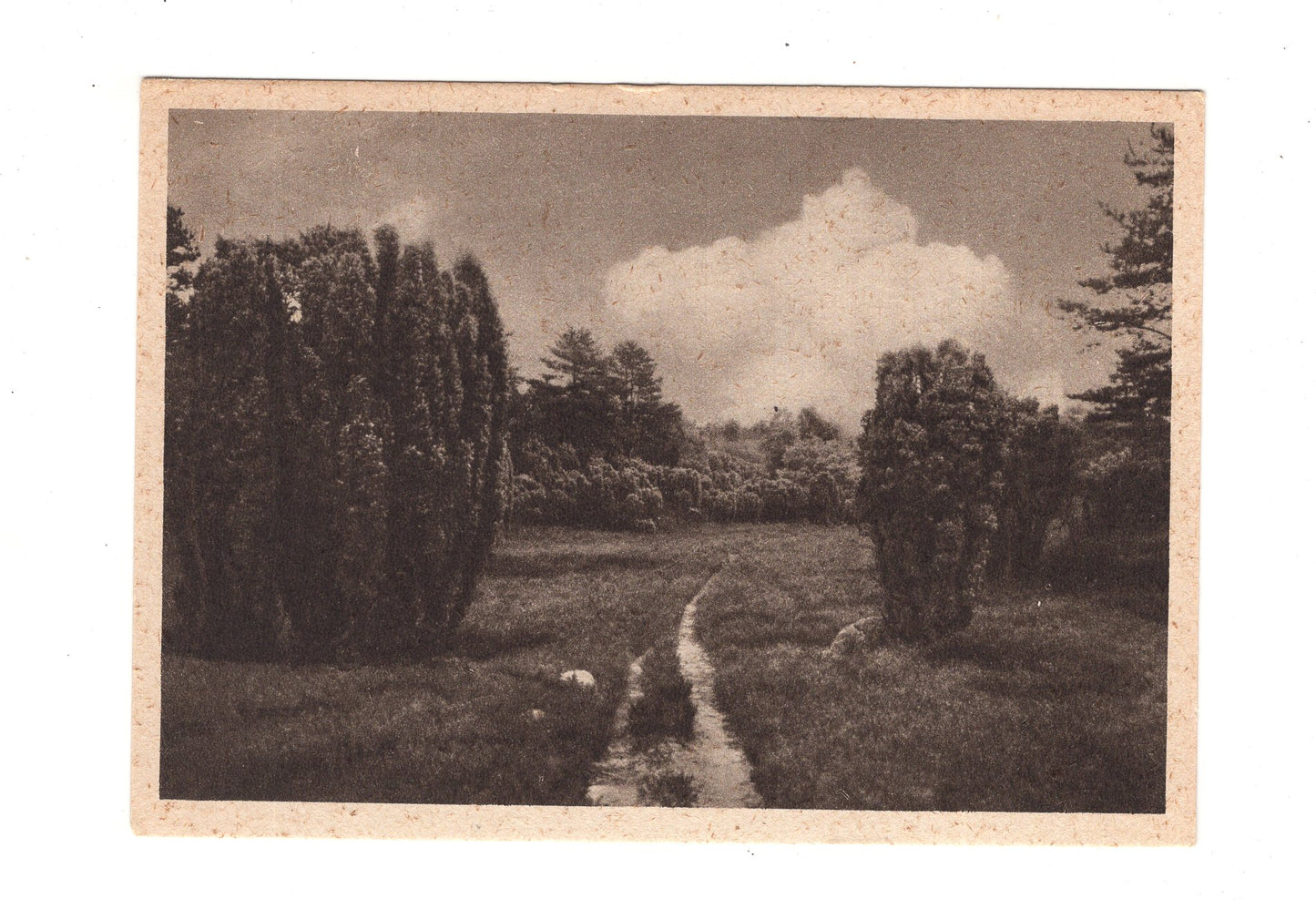 Ansichtskarte Lüneburger Heide